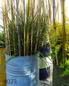 Lire la suite à propos de l’article 2023 Jardin éphémère – PROTECT ME