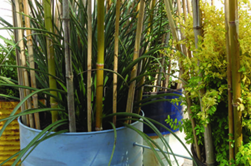 2023 Jardin éphémère – PROTECT ME